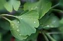 Ginkgo Lensbaby03